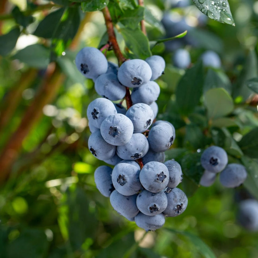 Vaccinium corymbosum 'Goldtraube' detail shot.