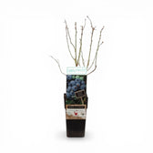 Vaccinium corymbosum 'Goldtraube' – Nahaufnahme.