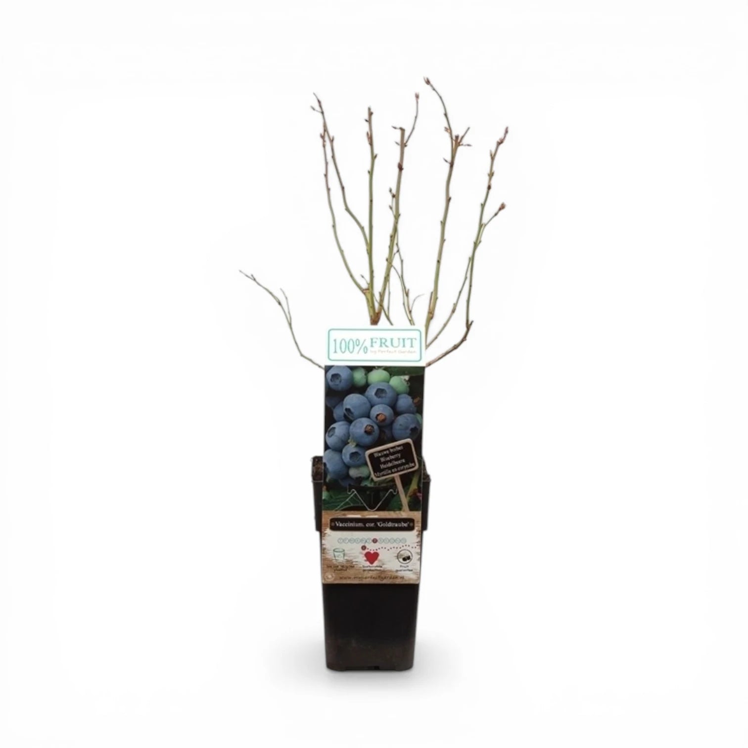 Vaccinium corymbosum 'Goldtraube' – Nahaufnahme.