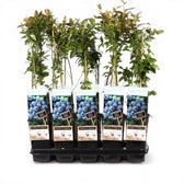 Vaccinium corymbosum 'Goldtraube' – Nahaufnahme.