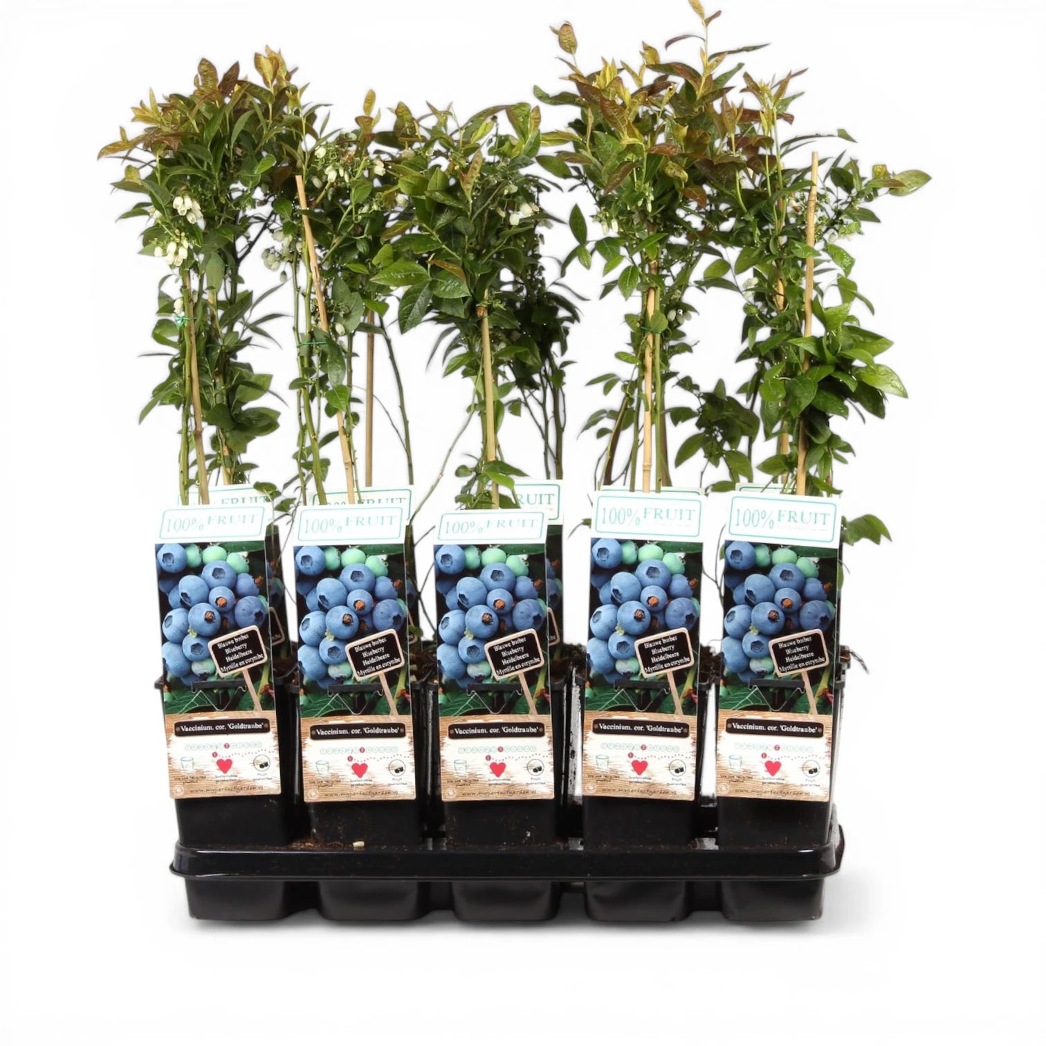 Vaccinium corymbosum 'Goldtraube' – Nahaufnahme.