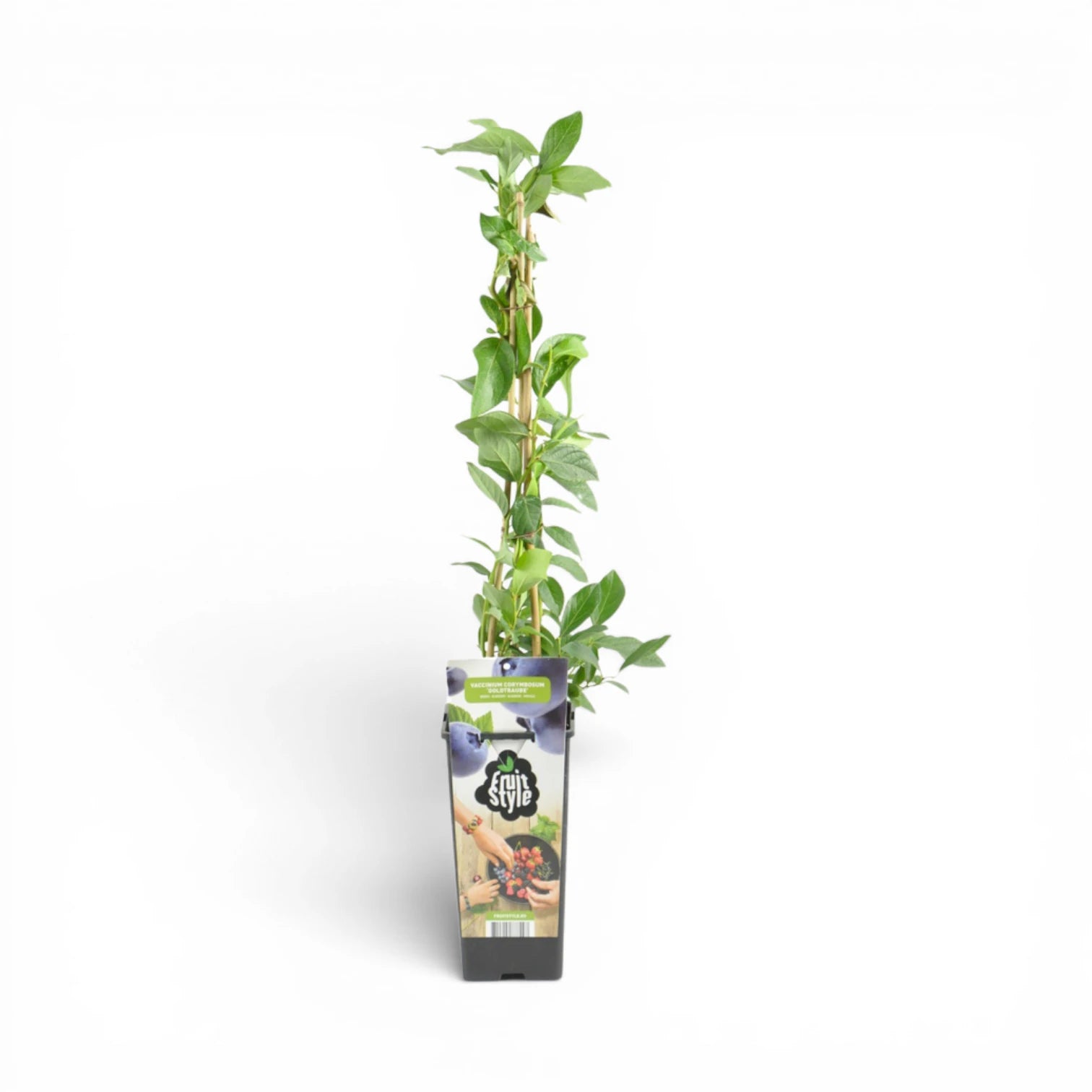 Vaccinium corymbosum 'Goldtraube' – Detailaufnahme der Pflanze.