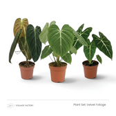 Velvet Foliage plant set with three dark green, pale-veined plants lined up in nursery pots