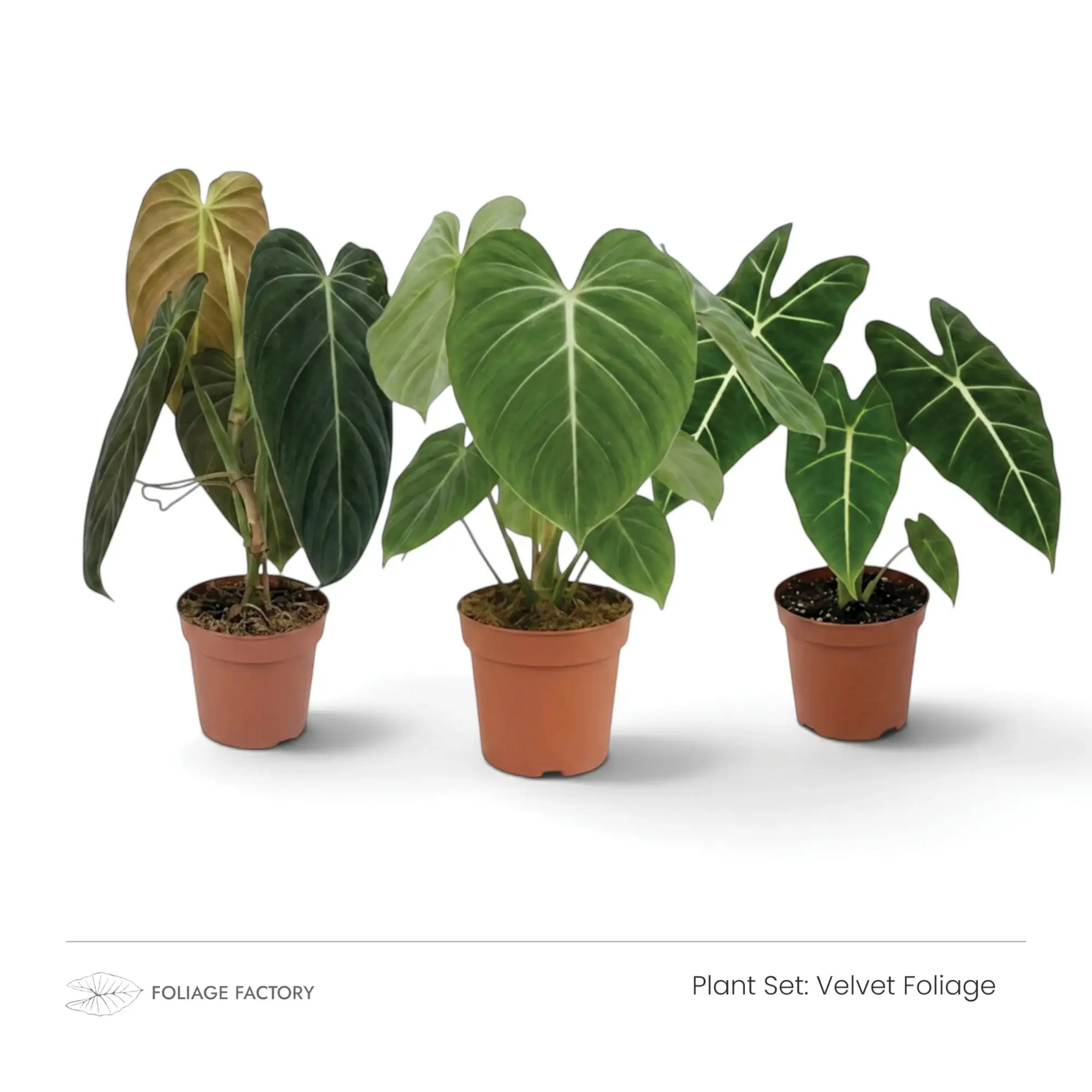 Velvet Foliage plant set with three dark green, pale-veined plants lined up in nursery pots
