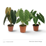 Velvet Foliage plant set with three dark green, pale-veined plants lined up in nursery pots
