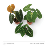 Velvet Foliage plant set with three dark green, pale-veined plants viewed from above