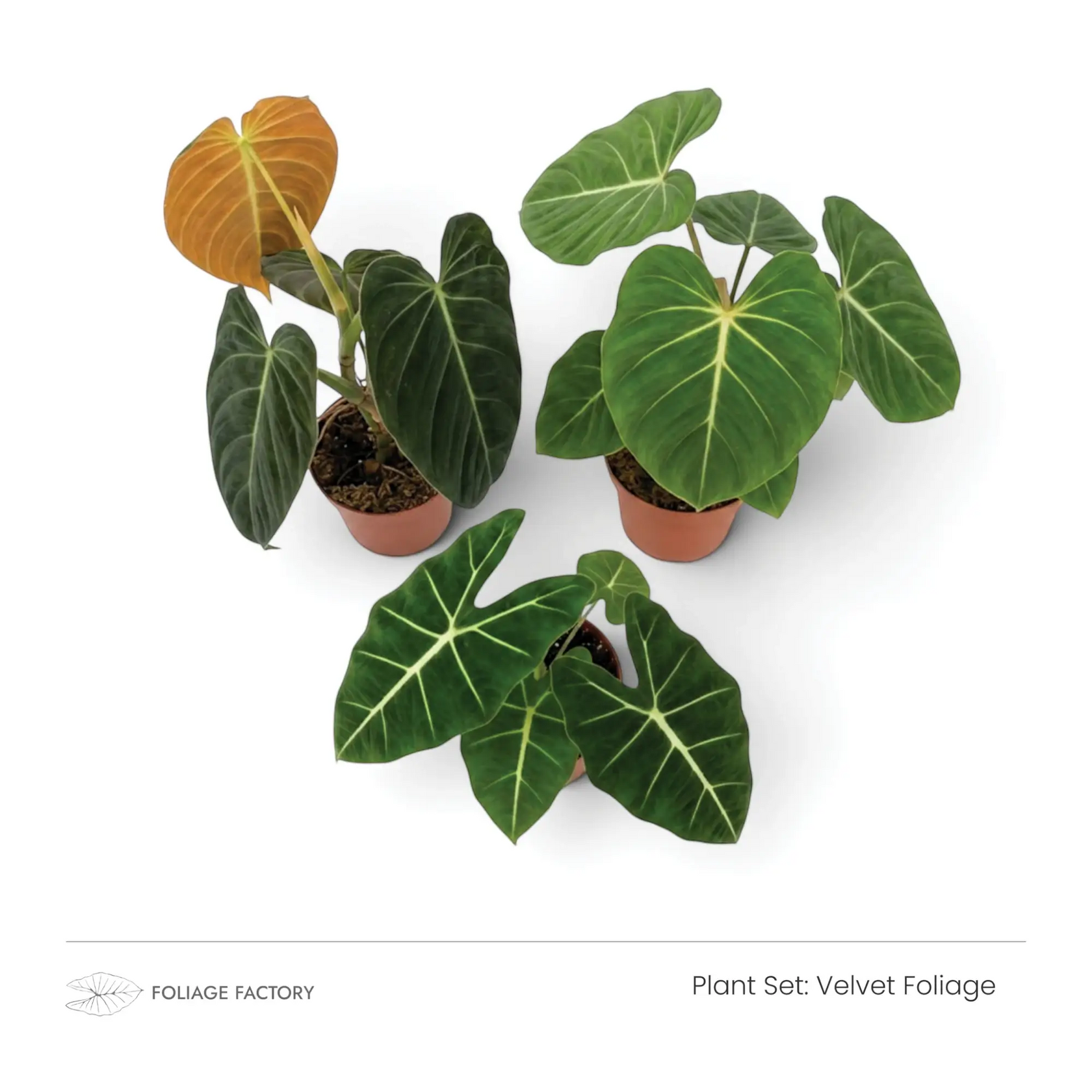 Velvet Foliage plant set with three dark green, pale-veined plants viewed from above