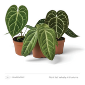 Pflanzenset Velvety Anthuriums mit drei Pflanzen, deren dunkelgrüne Blätter helle Adern zeigen, in Kulturtöpfen