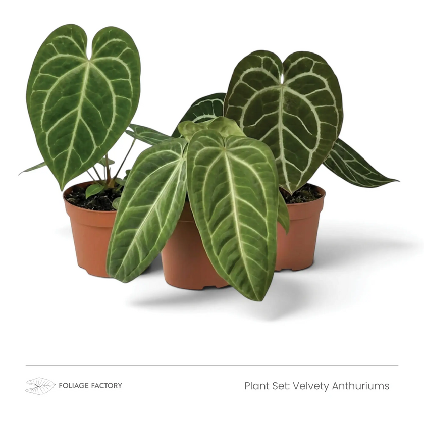 Velvety Anthuriums plant set with three dark green, pale-veined plants in nursery pots