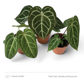 Drei Pflanzen aus dem Set Velvety Anthuriums, deren dunkelgrüne Blätter helle Adern zeigen, zusammen in Kulturtöpfen