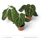 Pflanzenset Velvety Anthuriums mit drei Pflanzen, deren dunkelgrüne Blätter helle Adern zeigen, von oben
