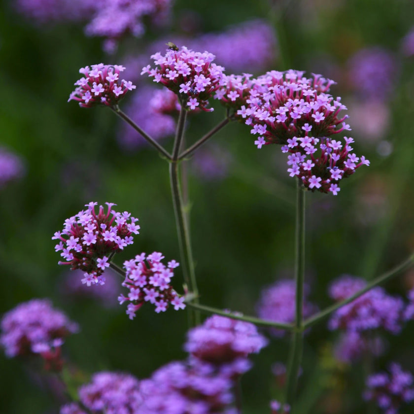Verbena bonariensis in garden setting.