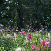 Verbena bonariensis in garden setting.