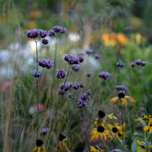 Verbena bonariensis in garden setting.