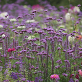 Verbena bonariensis plant detail.