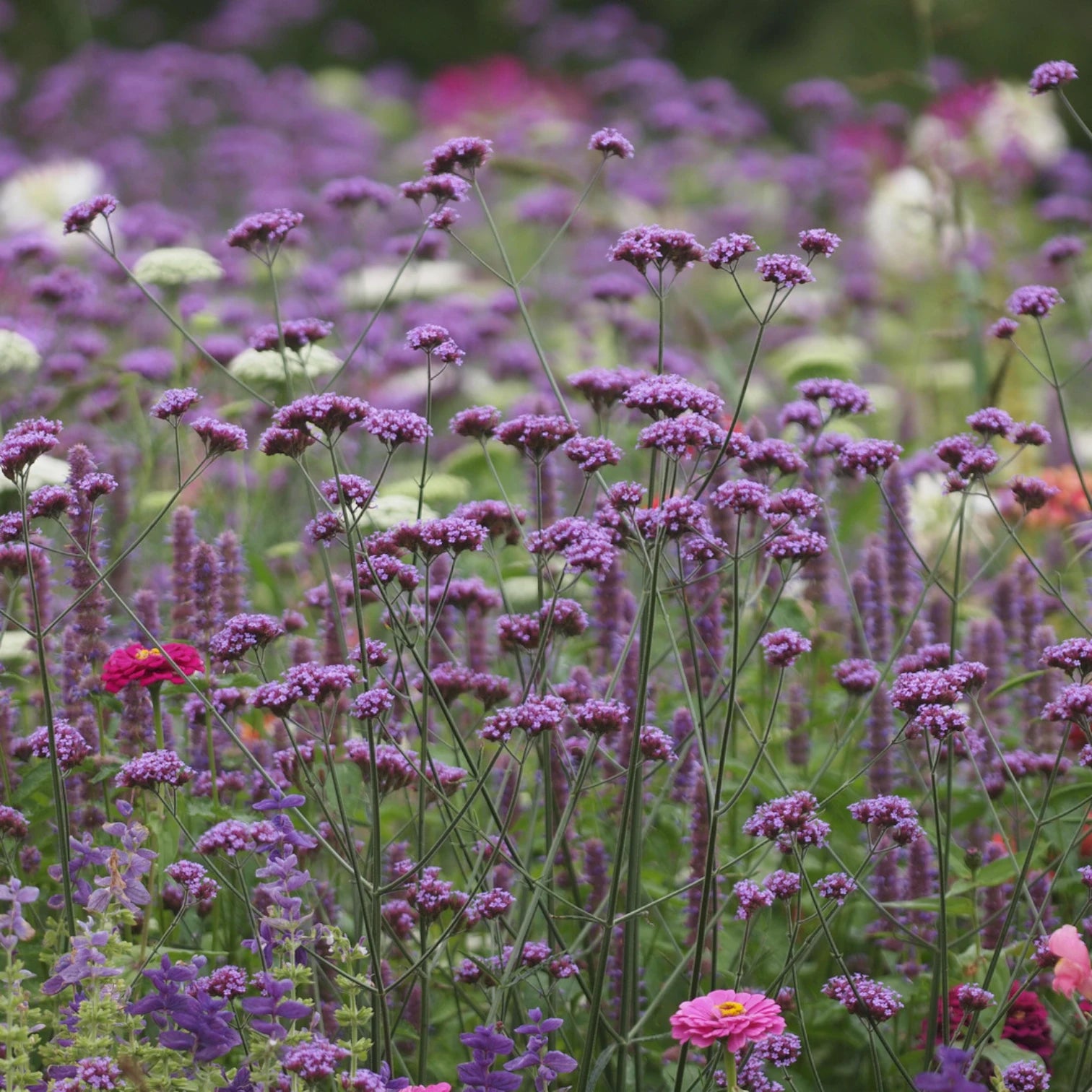 Verbena bonariensis plant detail.