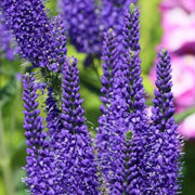 Veronica spicata – Nahaufnahme.