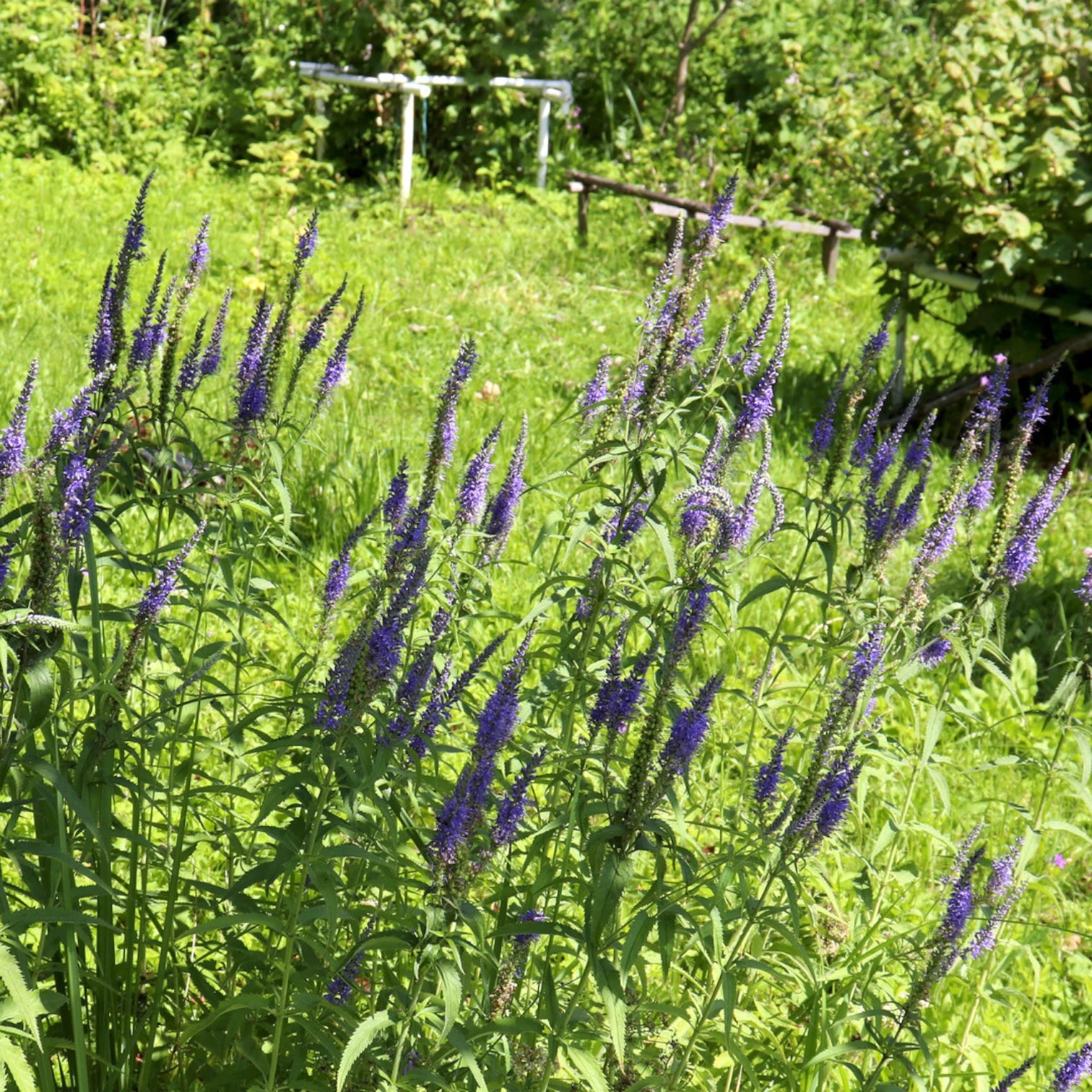Veronica spicata – Nahaufnahme.