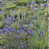 Veronica spicata – Nahaufnahme.