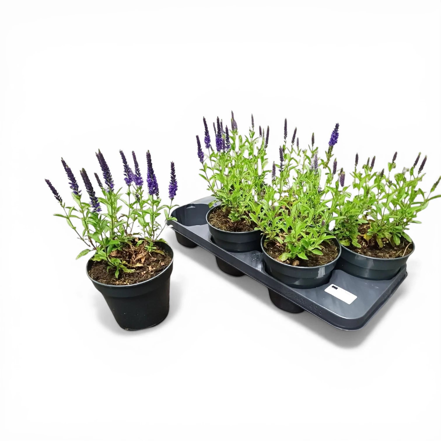 Veronica spicata – Detailaufnahme der Pflanze.