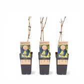 Vitis 'Boskoop Glory' – Nahaufnahme.