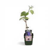 Vitis 'Boskoop Glory' – Nahaufnahme.