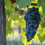Vitis 'Boskoop Glory' – Nahaufnahme.