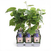 Vitis 'Boskoop Glory' – Nahaufnahme.