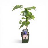Vitis 'Boskoop Glory' – Detailaufnahme.