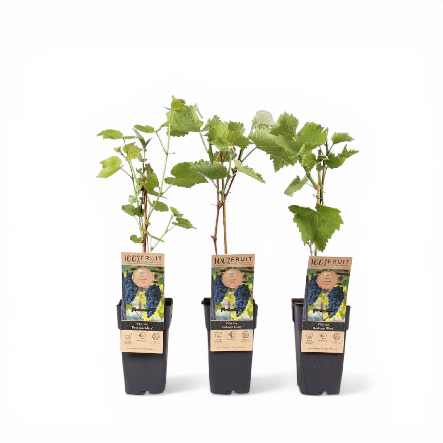 Vitis 'Boskoop Glory' – Detailaufnahme.