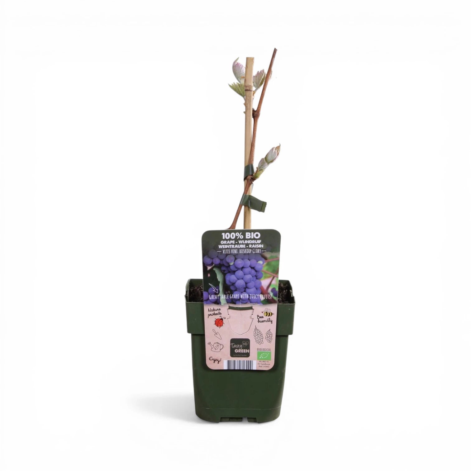 Vitis 'Boskoop Glory' – Detailaufnahme der Pflanze.