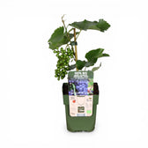 Vitis 'Boskoop Glory' – Detailaufnahme der Pflanze.