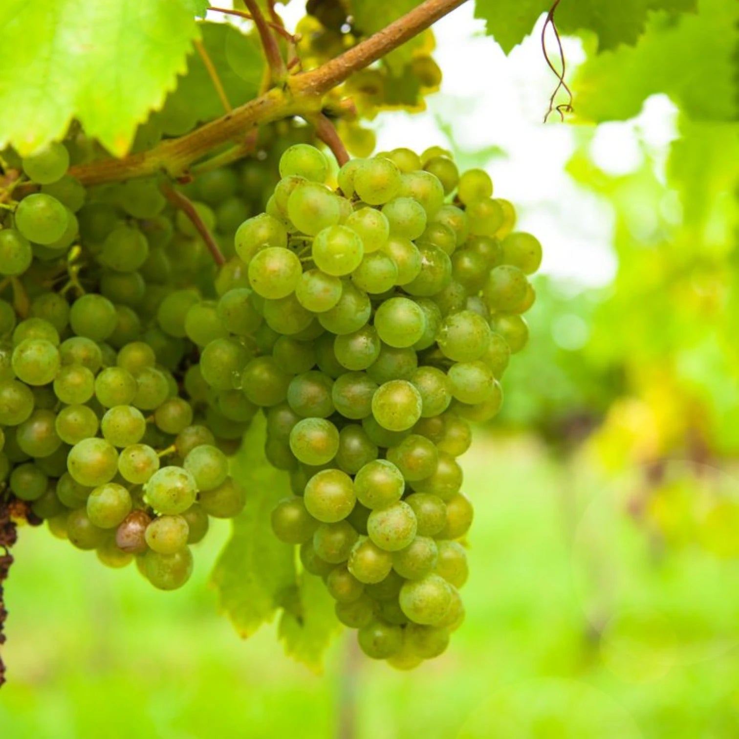 Vitis vinifera 'Vroege van der Laan' detail shot.