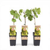 Vitis vinifera 'Vroege van der Laan' plant detail.
