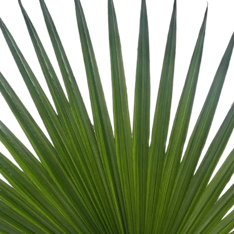 Nahaufnahme eines Palmenblatts von Washingtonia robusta vor weißem Hintergrund.