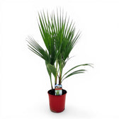 Washingtonia robusta potted plant in nursery pot on white background.