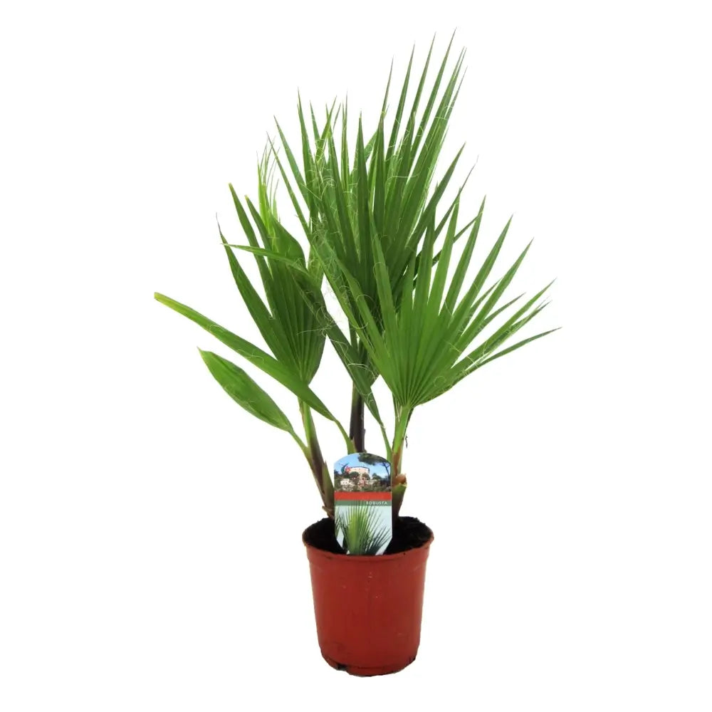 Washingtonia robusta – Zimmerpflanze im Kulturtopf auf weißem Hintergrund, Produktfoto 2.