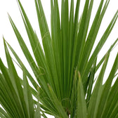 Washingtonia robusta fan-leaf detail with narrow pleated segments and thread-like edge fibres