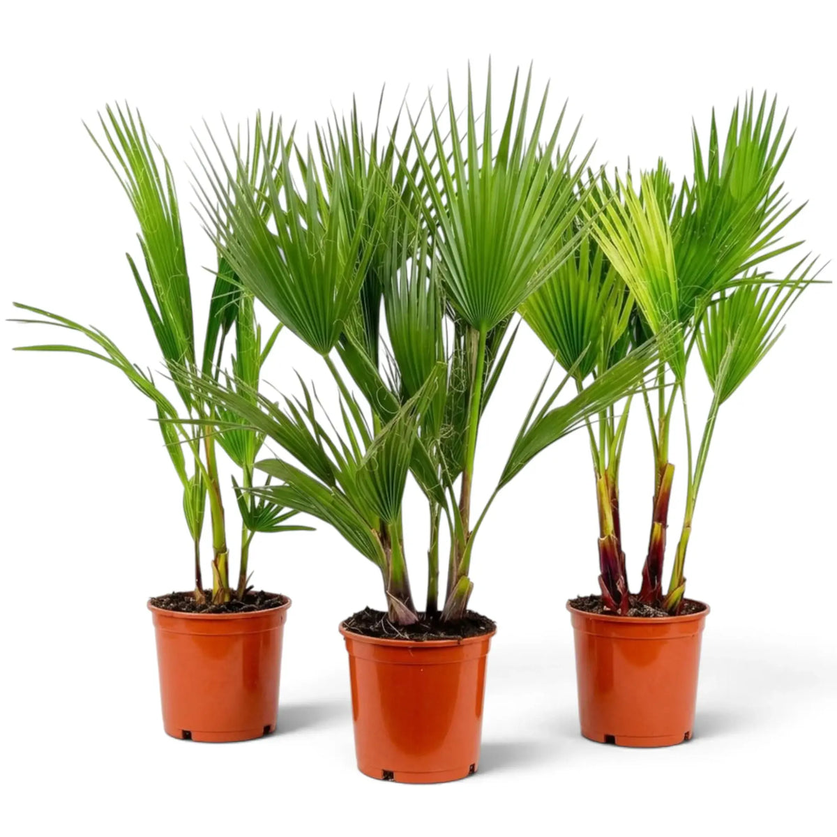 Washingtonia robusta large potted plant with broad fan leaves on long slender leaf stalks