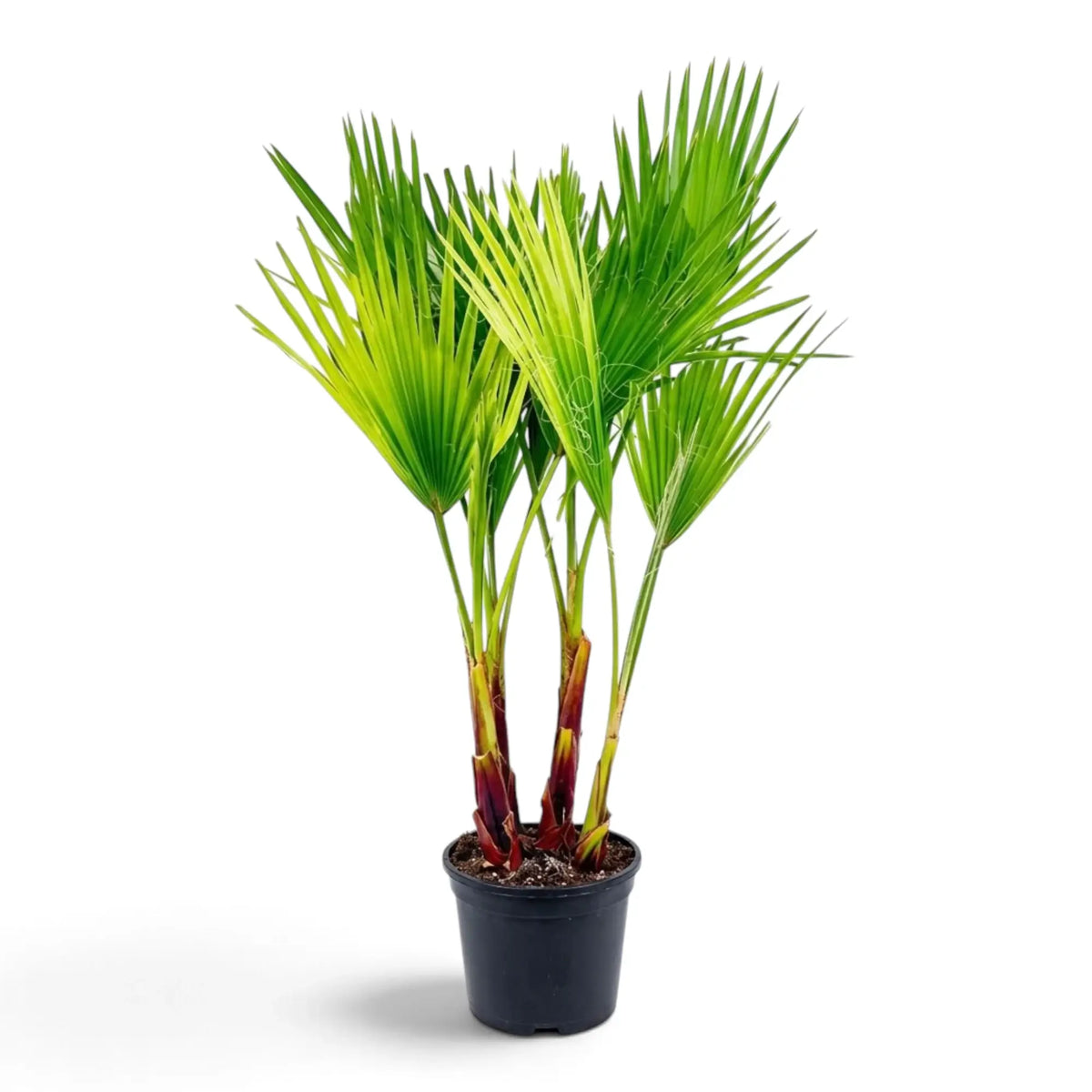 Washingtonia robusta large plant in a nursery pot with spreading fan-shaped foliage