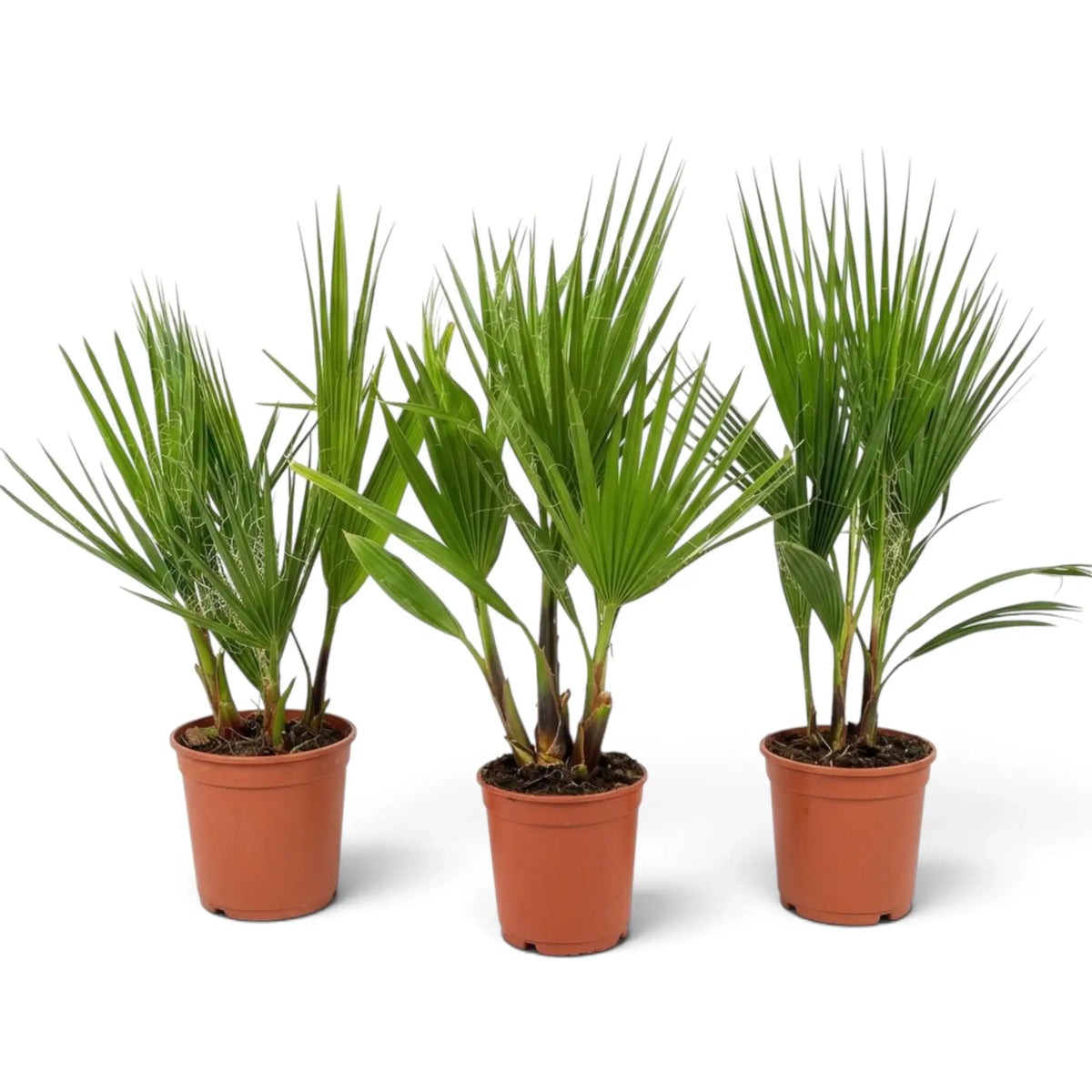 Washingtonia robusta medium palm with upright fan-shaped fronds in a nursery pot
