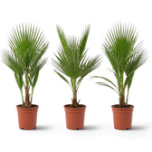 Washingtonia robusta medium plant showing pleated green fan leaves and slender leaf stalks
