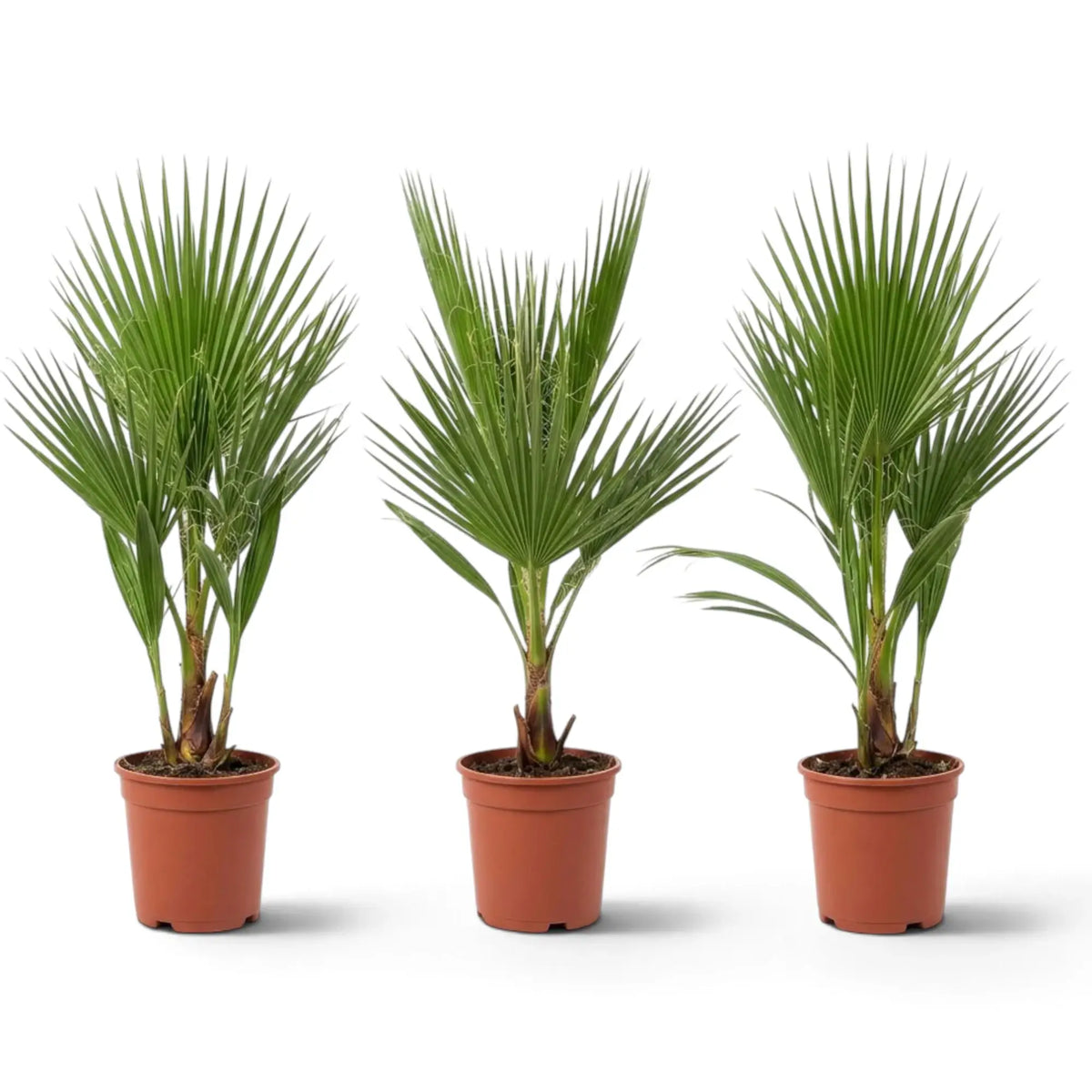 Washingtonia robusta medium plant showing pleated green fan leaves and slender leaf stalks
