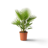 Washingtonia robusta medium palm with a crown of deeply pleated green fronds
