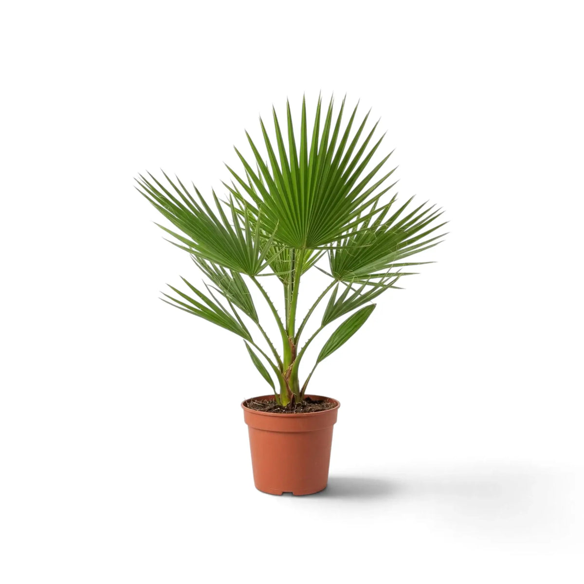 Washingtonia robusta medium potted palm with open fan leaves and narrow leaf segments
