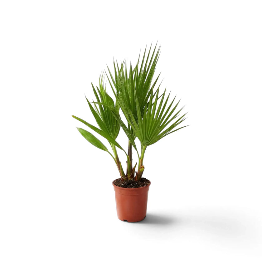 Washingtonia robusta medium plant showing its upright palm form and broad fan-shaped fronds