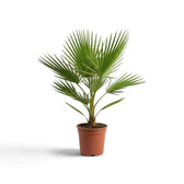 Washingtonia robusta medium palm in a nursery pot with layered fan-shaped foliage