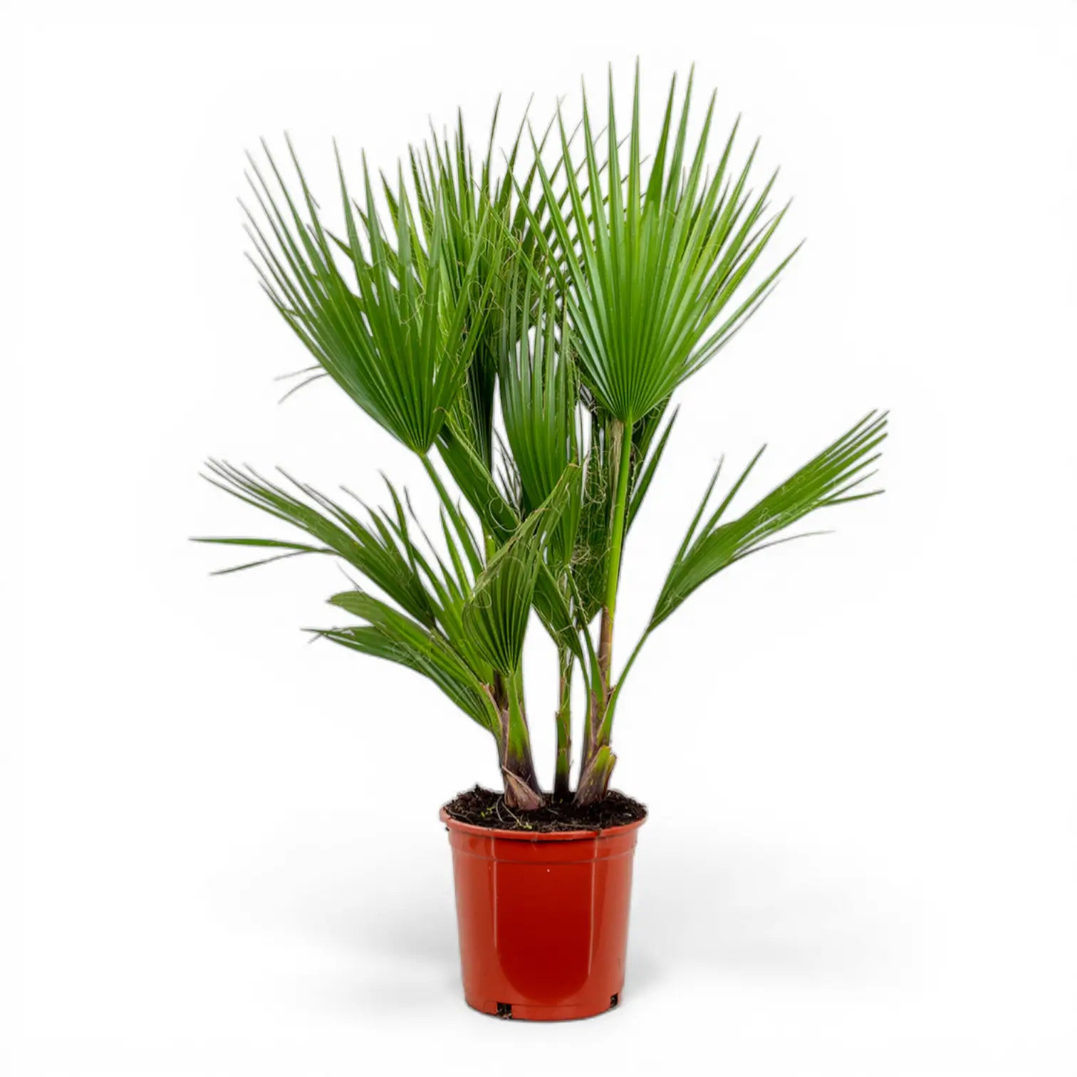 Washingtonia robusta potted houseplant in nursery pot on white background, product photo 3.