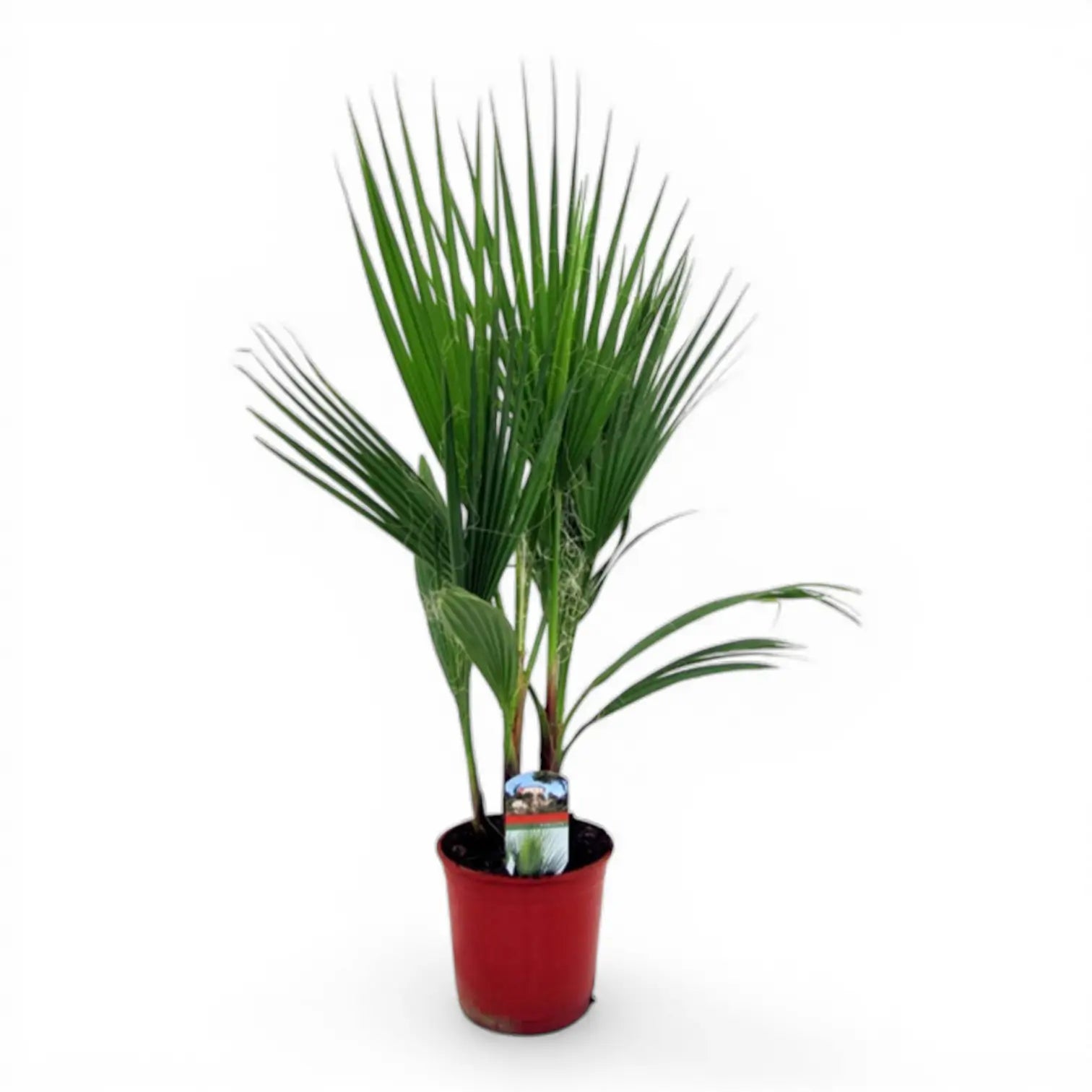 Washingtonia robusta potted houseplant in nursery pot on white background, product photo 1.