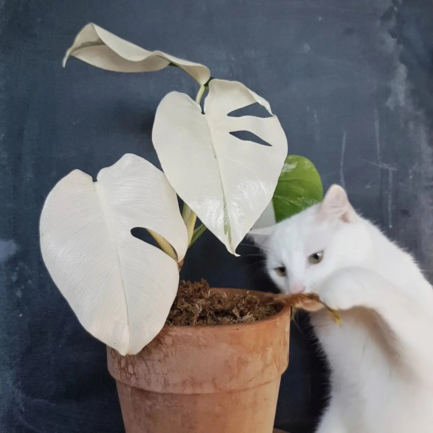 White cat pawing terracotta pot with white-variegated Monstera leaves against a dark background.